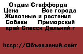 Отдам Стаффорда › Цена ­ 2 000 - Все города Животные и растения » Собаки   . Приморский край,Спасск-Дальний г.